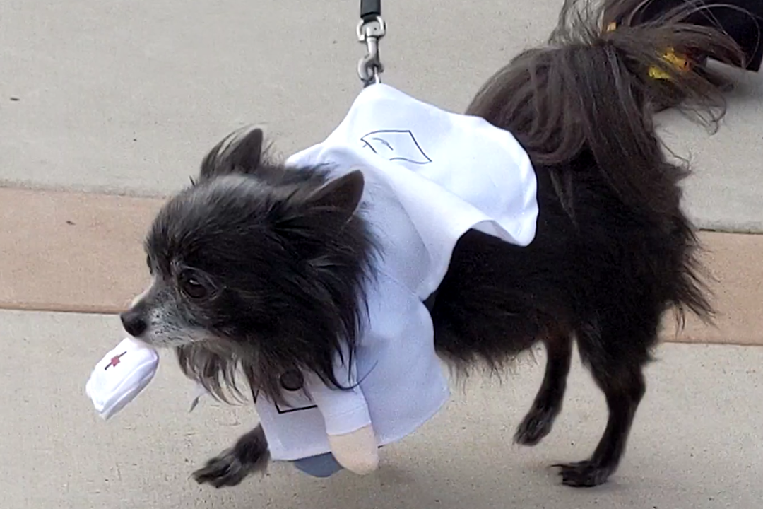 Image of pet costume contest contestant- a small dog with long black fur in doctors vest and carrying a pretend first aid kit